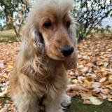 Foto de perro perdido en Nozay