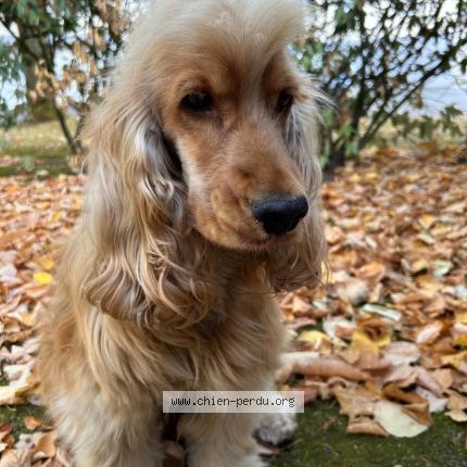 Foto de perro perdido en Nozay