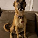 Foto de perro perdido en Saint Leu