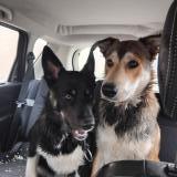 Foto de perro encontrado en Petosse