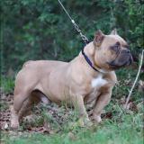 Foto de perro perdido en Pearl River