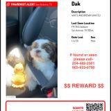 Foto de perro perdido en San Antonio