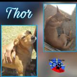 Foto de perro perdido en Saint Denis