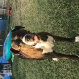 Foto de perro perdido en Midlothian