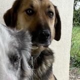 Foto de perro perdido en Montans