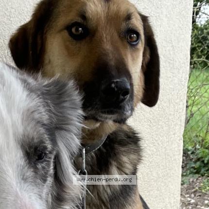 Foto de perro perdido en Montans