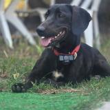 Foto de perro perdido en Saint Loubes