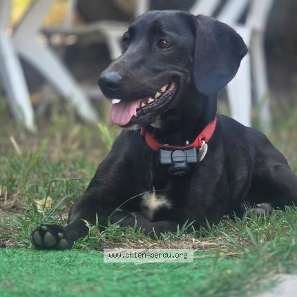 Foto 1/1 Etho Chien perdido en Saint loubes