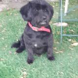 Foto de perro perdido en Pompignan