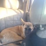 Foto de perro encontrado en Llano