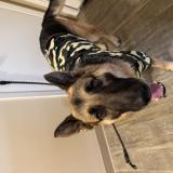 Foto de perro perdido en Spokane