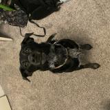 Foto de perro perdido en West Allis