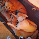 Foto de perro perdido en Houston