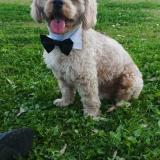 Foto de perro perdido en Santa Cruz De La Sierra