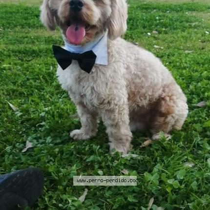 Foto de perro perdido en Santa Cruz De La Sierra