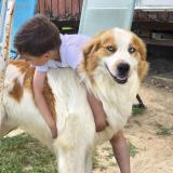 Foto de perro perdido en Montbazin