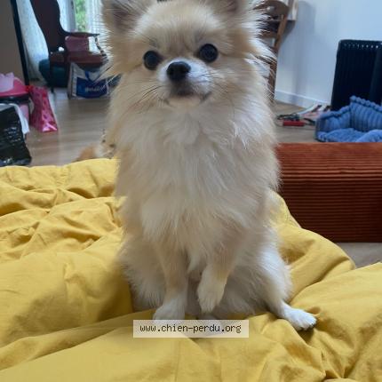 Foto de perro perdido en Alfortville