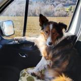 Foto de perro perdido en Saint Cyr Sur Mer