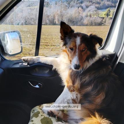 Foto 1/1 Tuc Chien perdido en Saint cyr sur mer