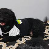 Foto de perro perdido en Orlando