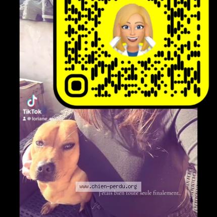 Foto 1/1 Oxo Chien perdido en Guitres