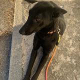 Foto de perro encontrado en Port Saint Louis Du Rhone