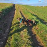 Foto de perro perdido en Courris