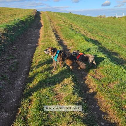 Foto de perro perdido en Courris