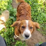 Foto de perro perdido en Don Justo Carretera Al Salvado