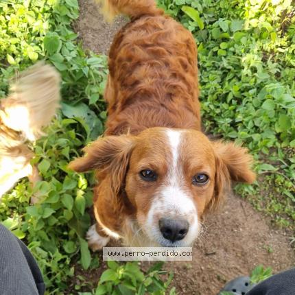 Foto de perro perdido en Don Justo Carretera Al Salvado