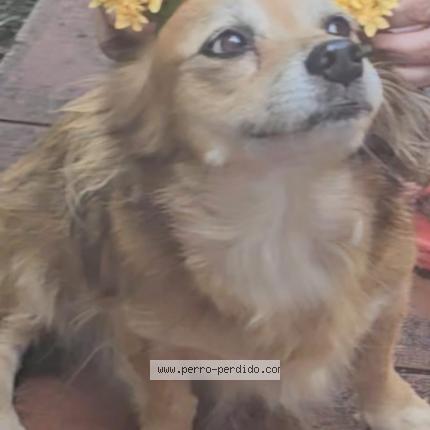 Foto 1/1 Shala Chien perdido en Guayama