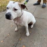 Foto de perro perdido en Bakersfield