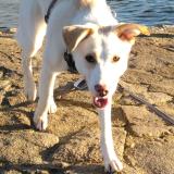 Foto de perro perdido en Peumerit