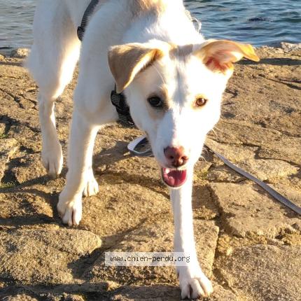 Foto 1/1 Alaska Perro perdido en Peumerit