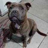 Foto de un perro reunido en Le Tampon