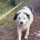 Foto de perro encontrado en Dangy