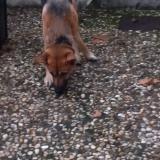 Foto de perro encontrado en Malause