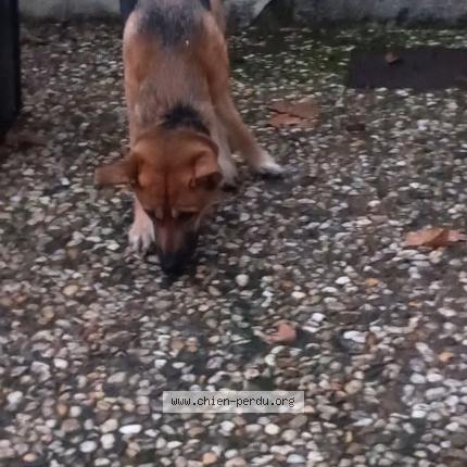 Foto 1/1 Perro encontrado Encontrado en Malause