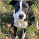 Foto de perro perdido en Bellegarde En Marche