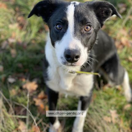 Foto 1/1 Oscar Chien perdido en Bellegarde en marche
