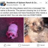 Foto de perro perdido en Killeen
