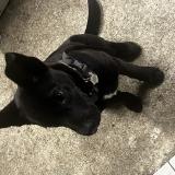 Foto de perro perdido en L Absie