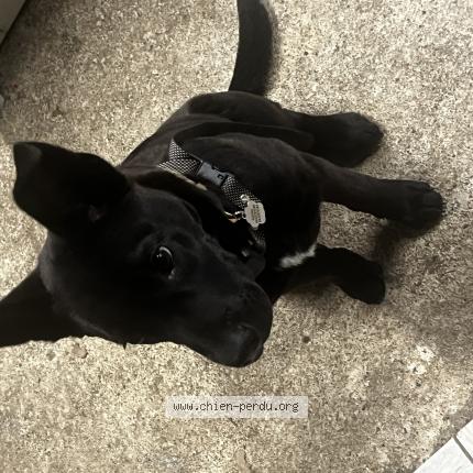 Foto de perro perdido en L Absie