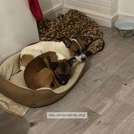 Foto de perro perdido en Pontault Combault