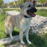 Foto de perro perdido en Marseille