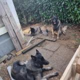 Foto de perro perdido en Laurede