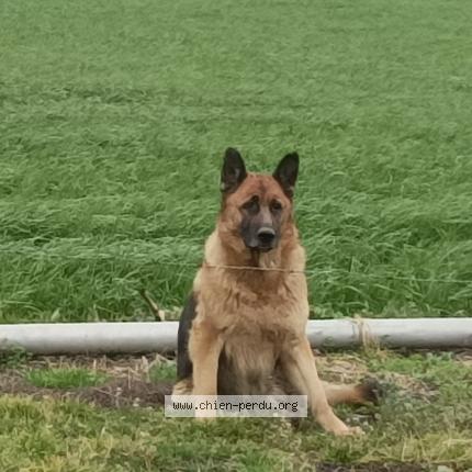 Foto 1/1 Ollie Perro perdido en Grand fougeray