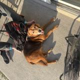 Foto de perro encontrado en Kissimmee