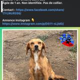 Foto de perro perdido en Saint Leu