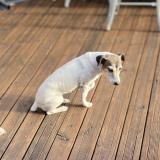 Foto de perro perdido en 50